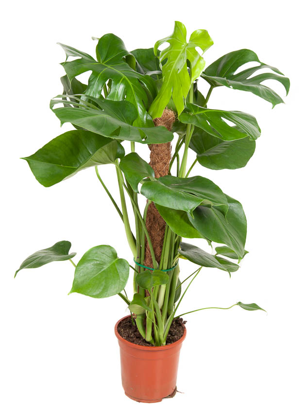 Picture of Monstera deliciosa Moss Stick P19 80CM