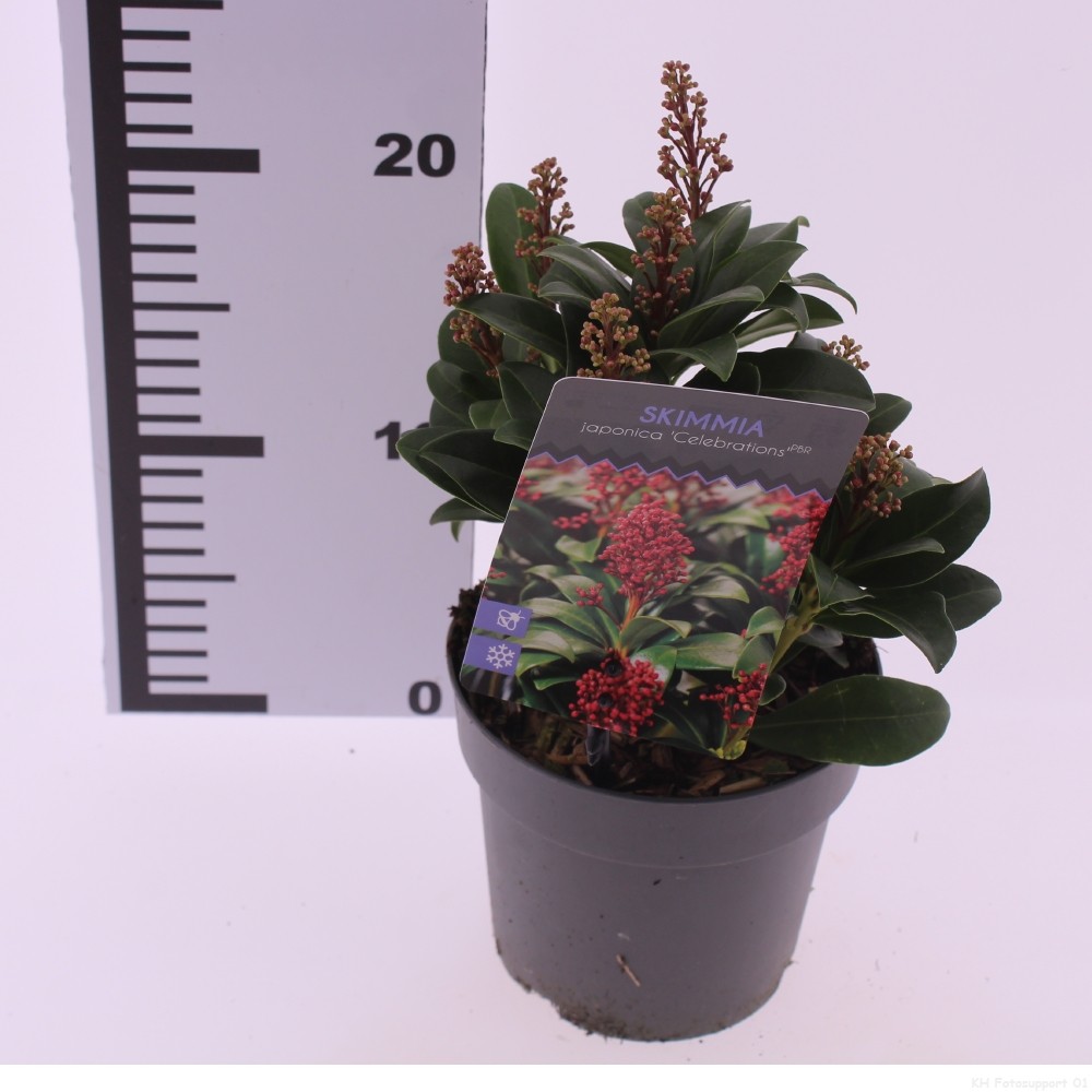 Picture of Skimmia japonica 'Celebrations'