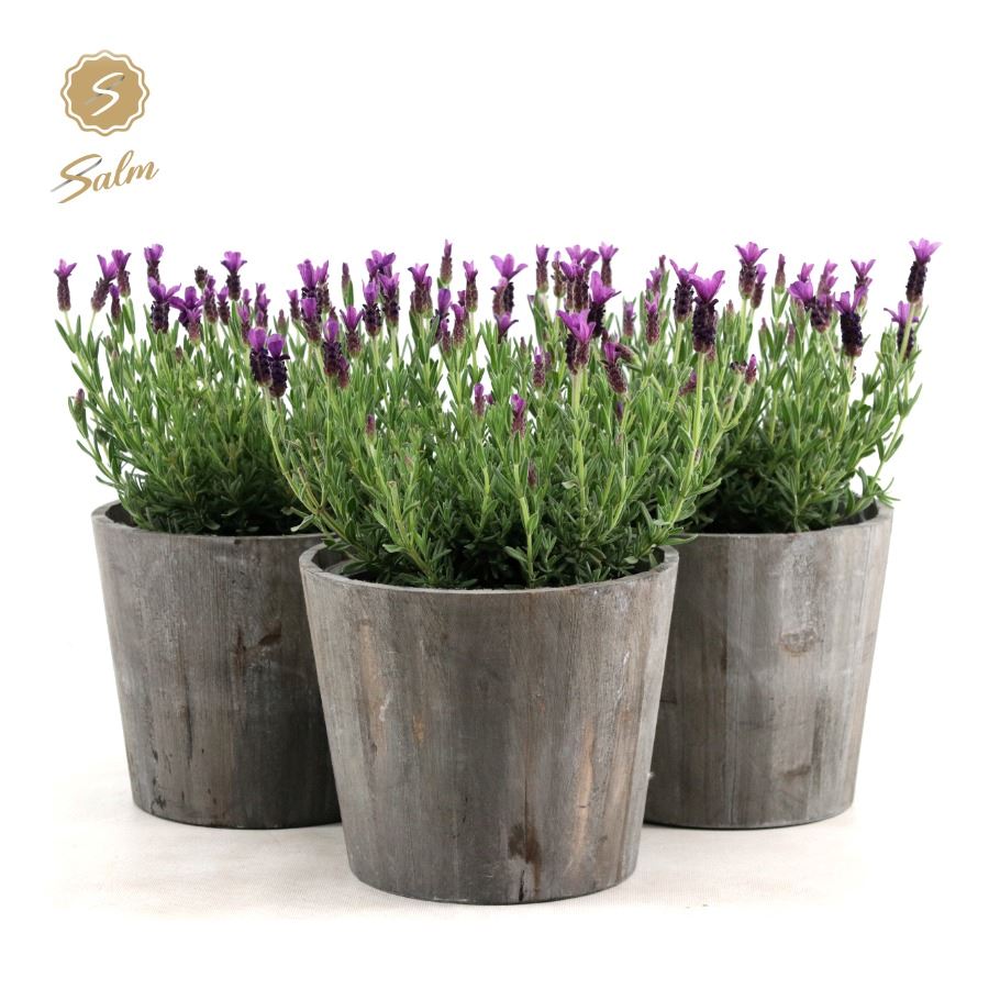 Picture of Lavandula st. 'Anouk'® Collection P19 in Wood