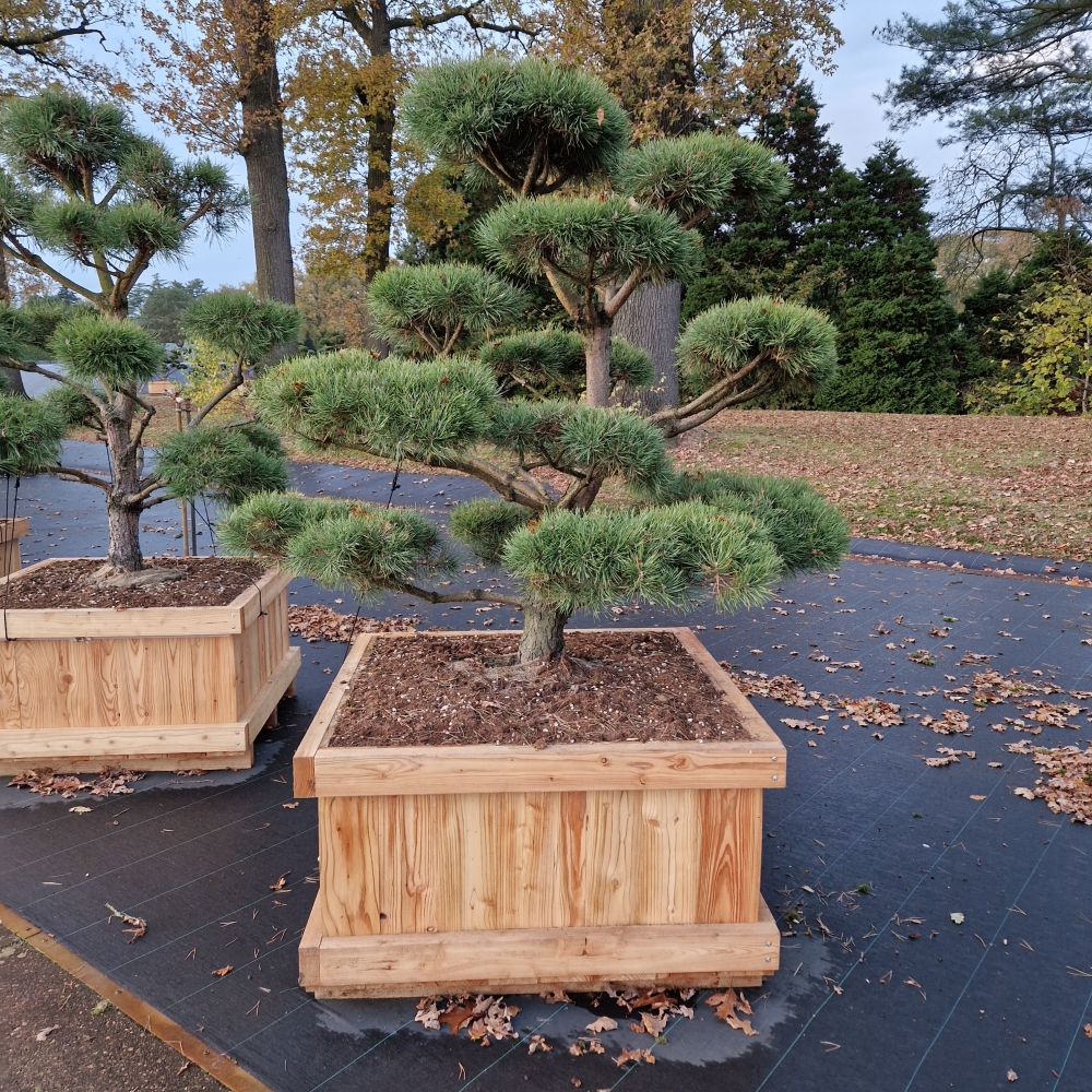 Picture of Pinus sylvestris Norsky 100-X-100 BONSAI-140/150 (LOOSE)