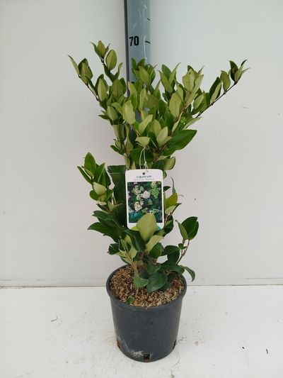 Ligustrum japonicum Texanum