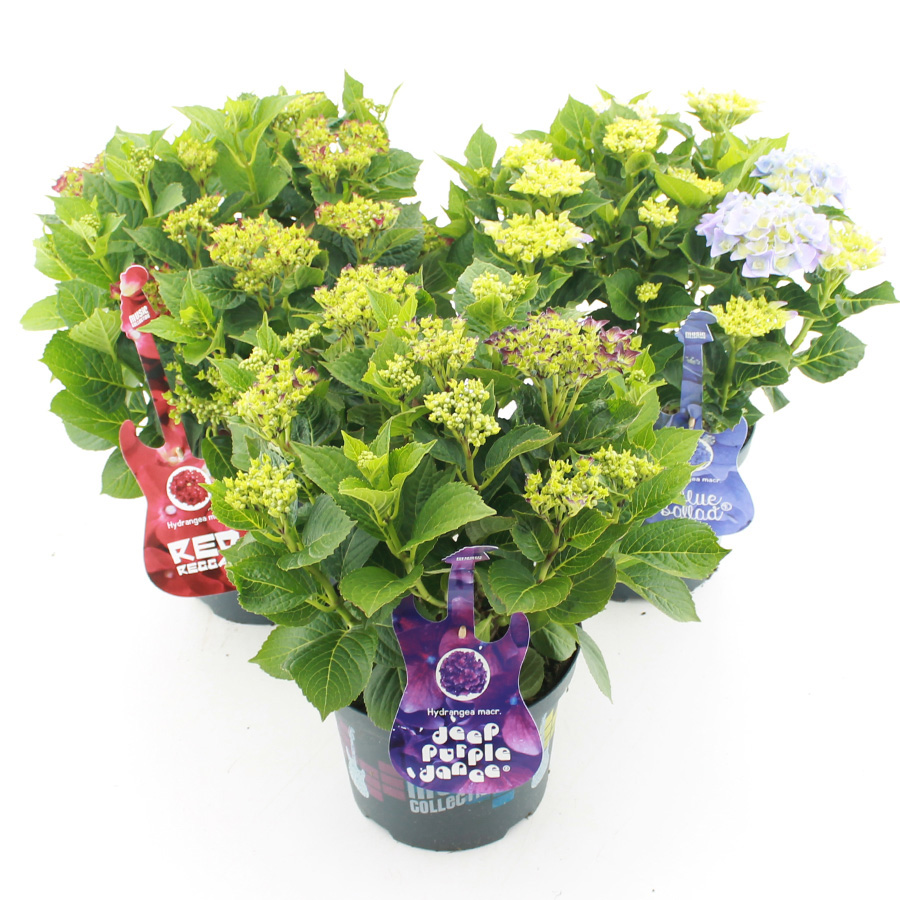 Picture of Hydrangea macr. Music Collection® MIX C5 (23cm.) Kn.