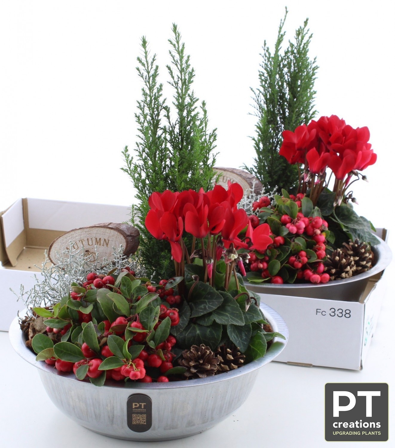 Arr Tuinplanten 29P 42cm 22bloei