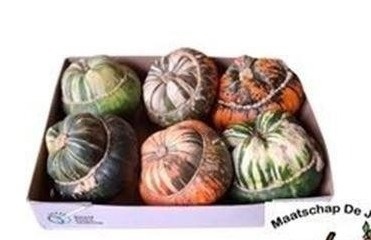 Cucurbita Turkish Turban Mix