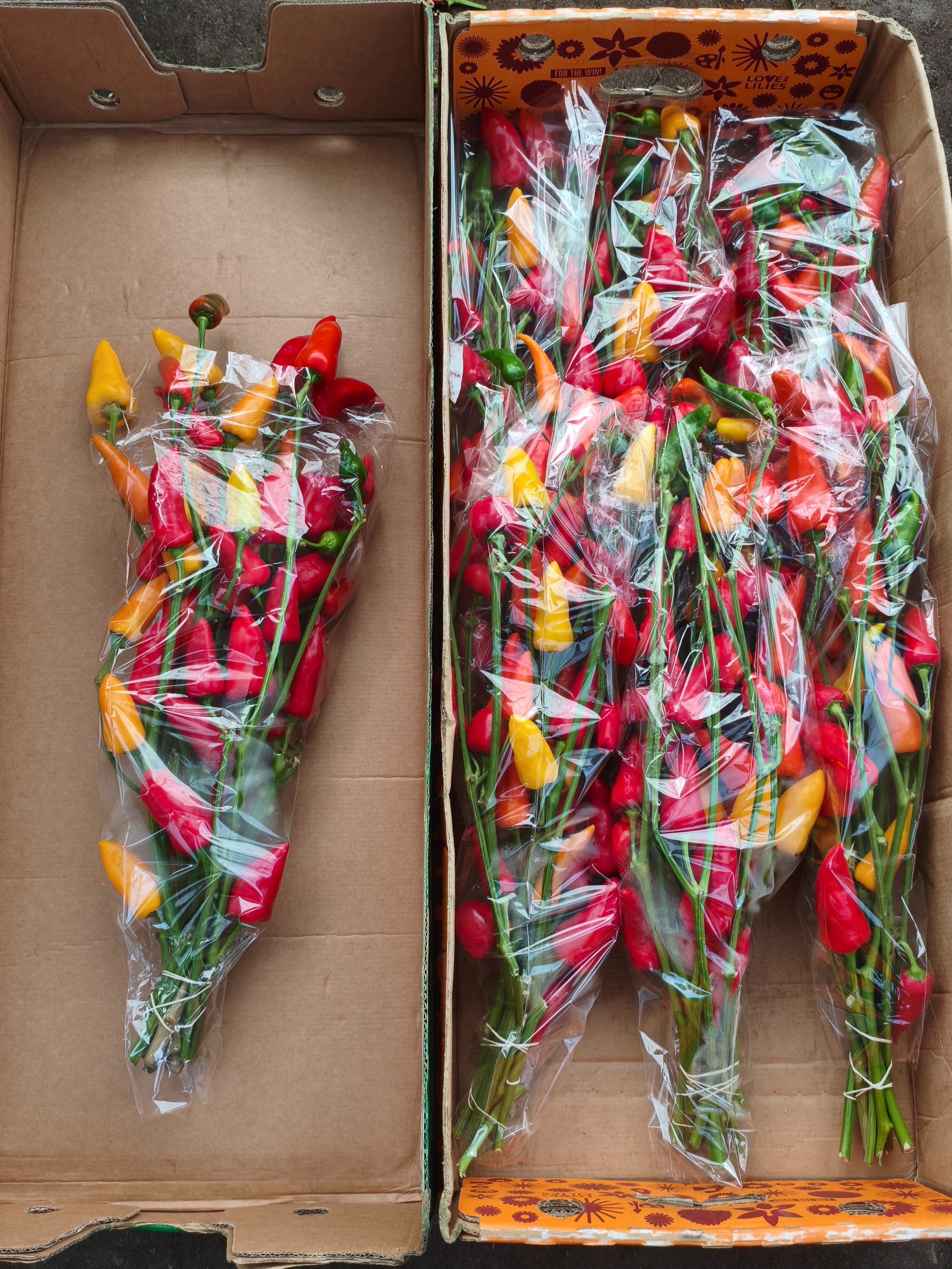 Peppers Per Stem 70cm