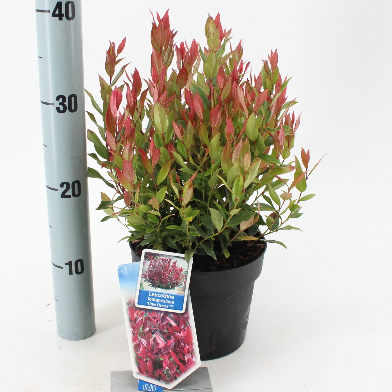 Picture of Leucothoe 'Little Flames' PBR