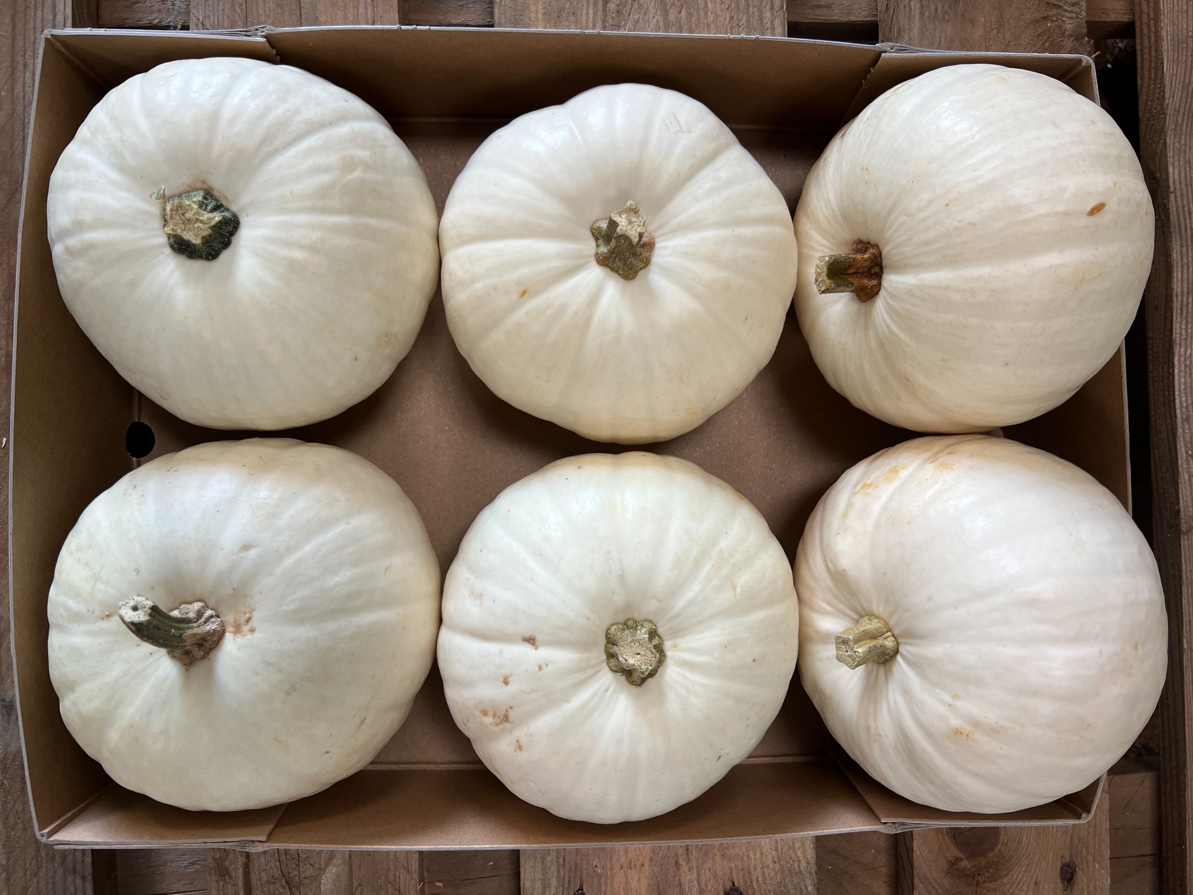 Cuc Maxima Halloween