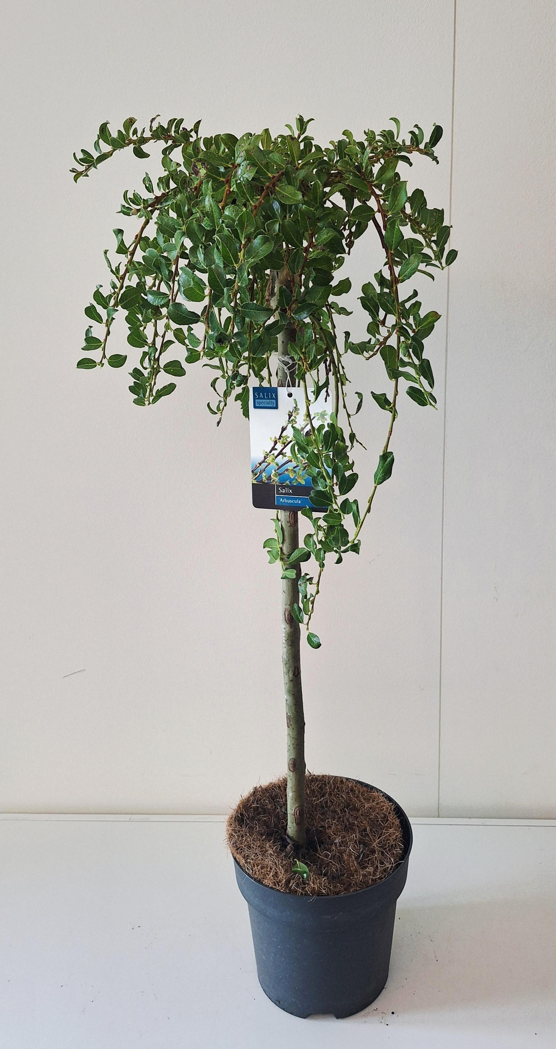 Picture of Salix Arbuscula stam 60