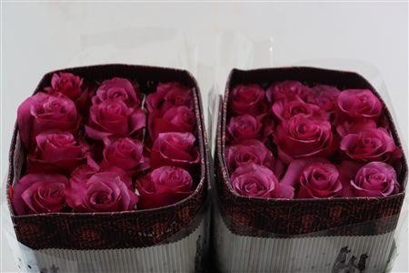 Rosa Meli 70cm