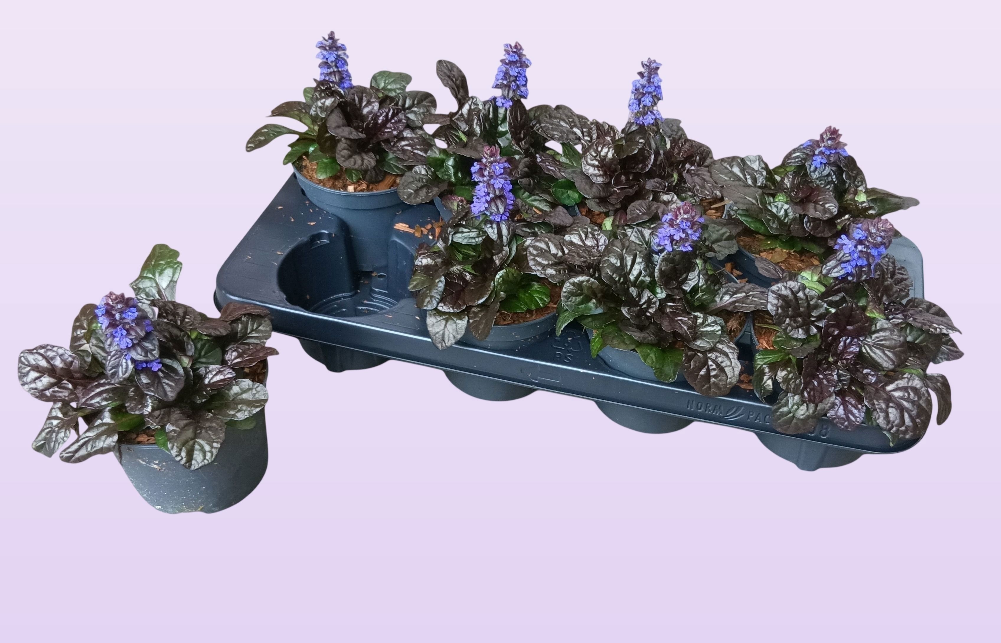 Ajuga ajuga braunhertz