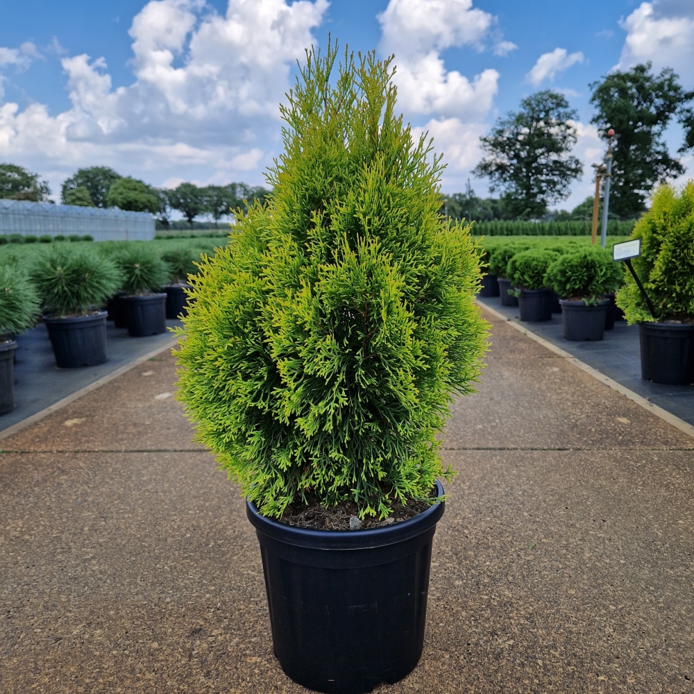 Picture of Thuja occ. Golden Smaragd C8 40/50 (LOOSE)