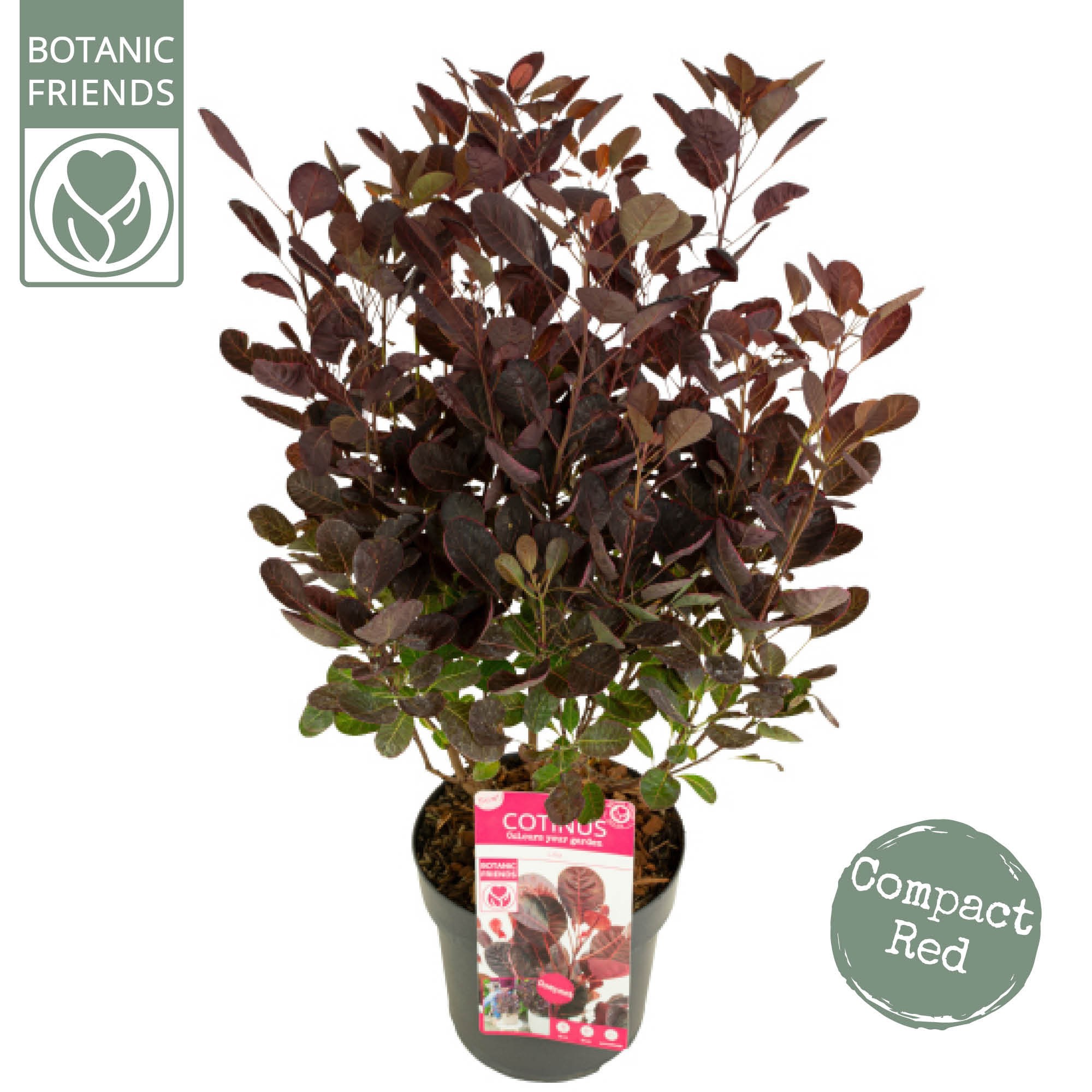 Picture of Cotinus cog. 'Lilla' ®