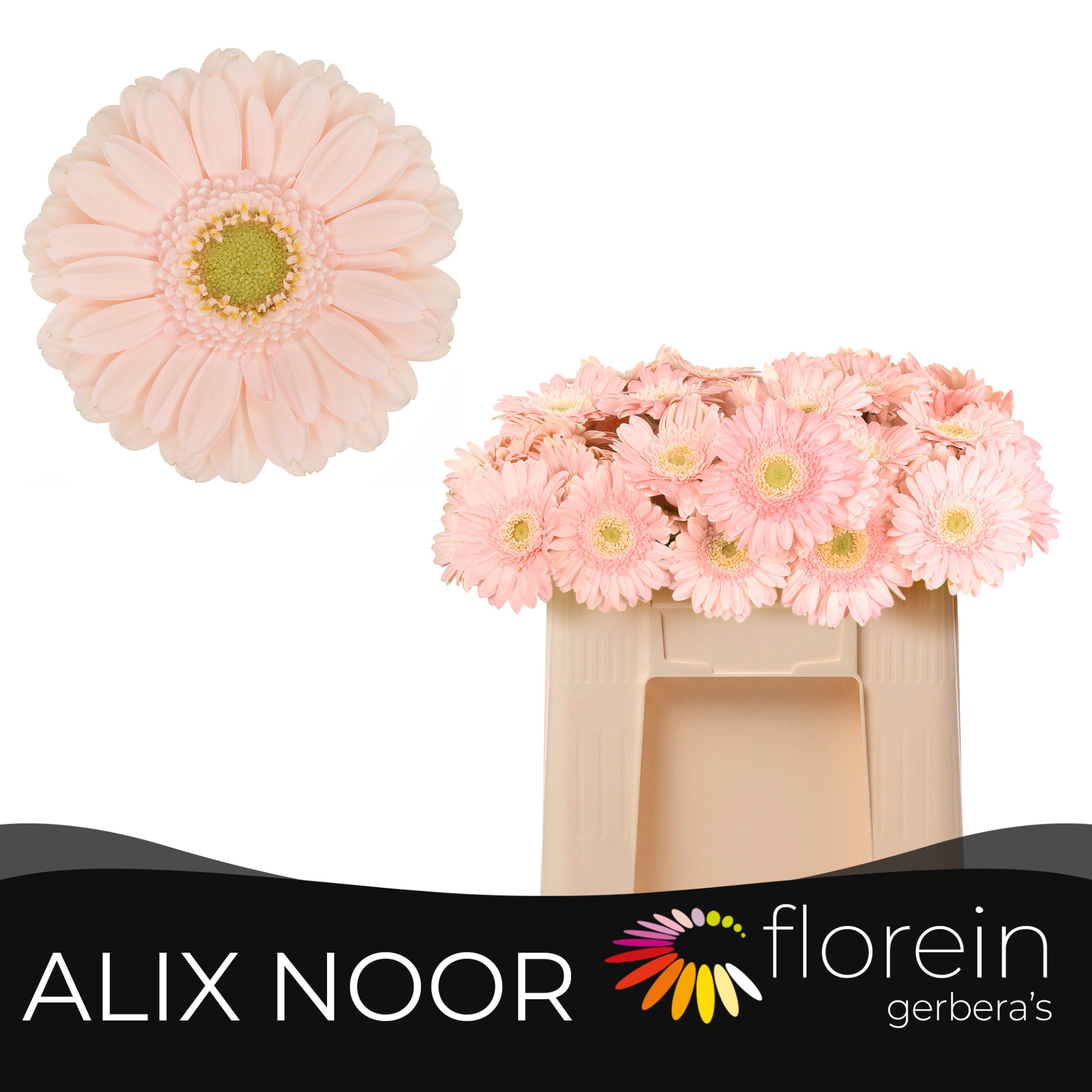Ge Mi Alix-noor