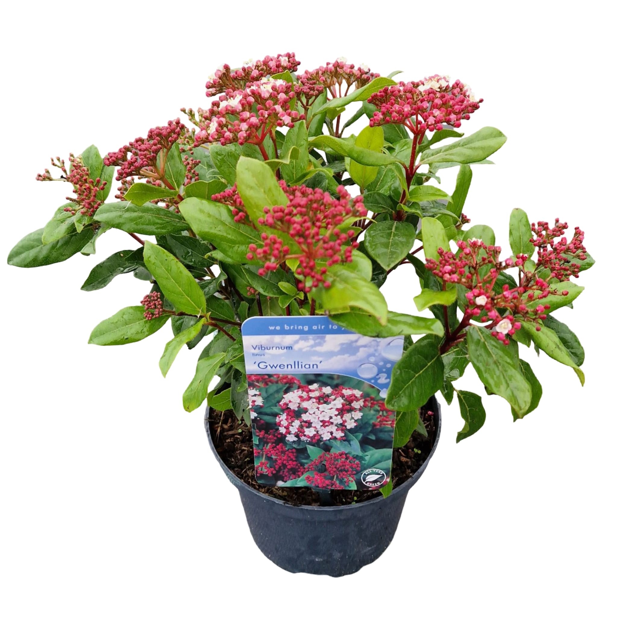 Picture of Viburnum tinus Gwenllian