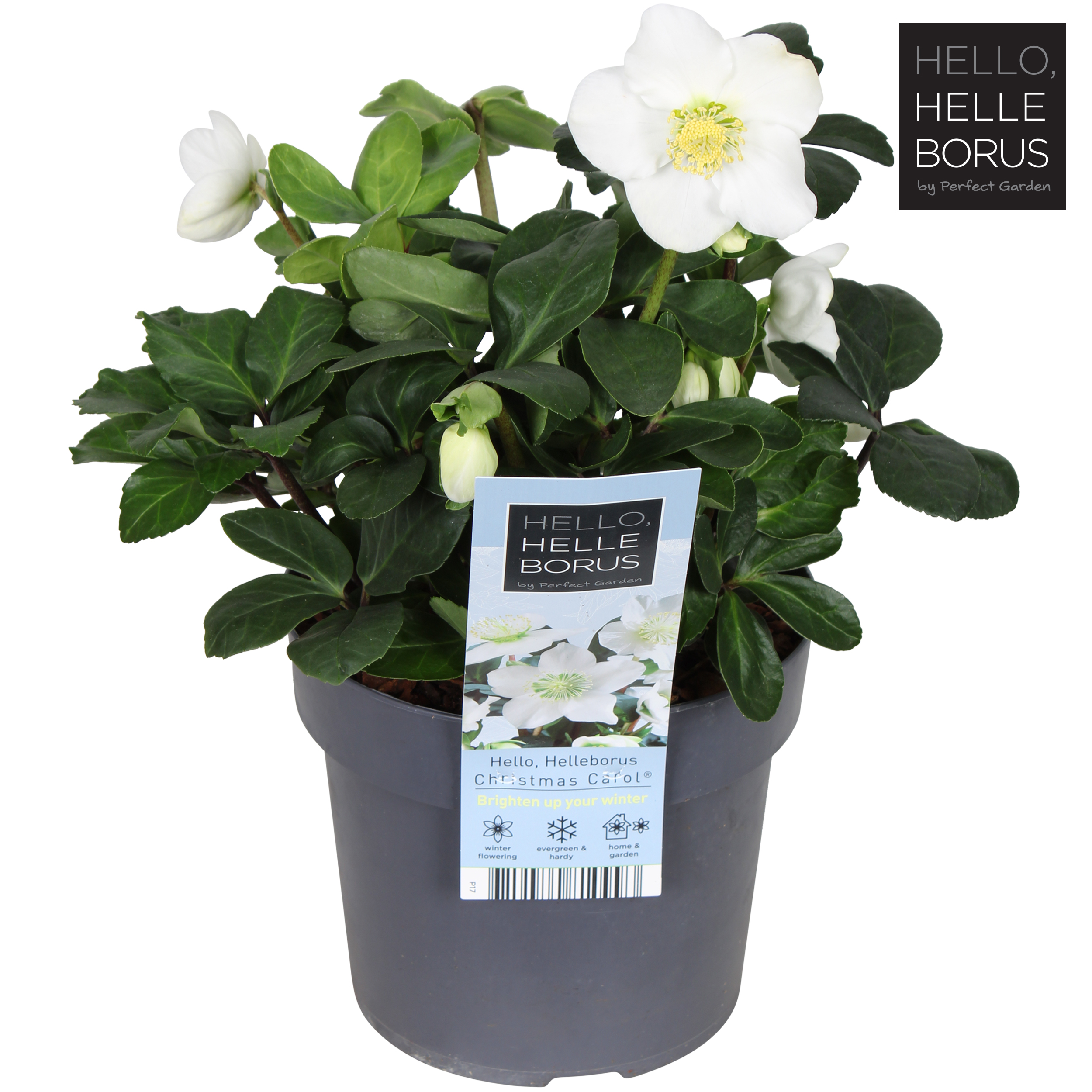 Picture of Helleborus niger Christmas Carol P17 (2 Ltr)