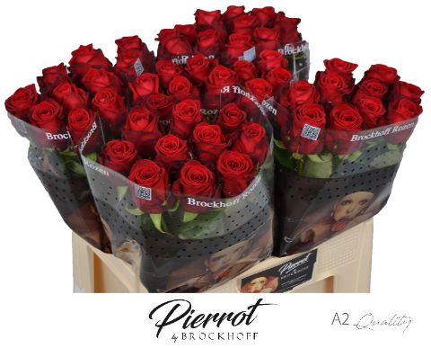 Rosa Red Naomi 50cm