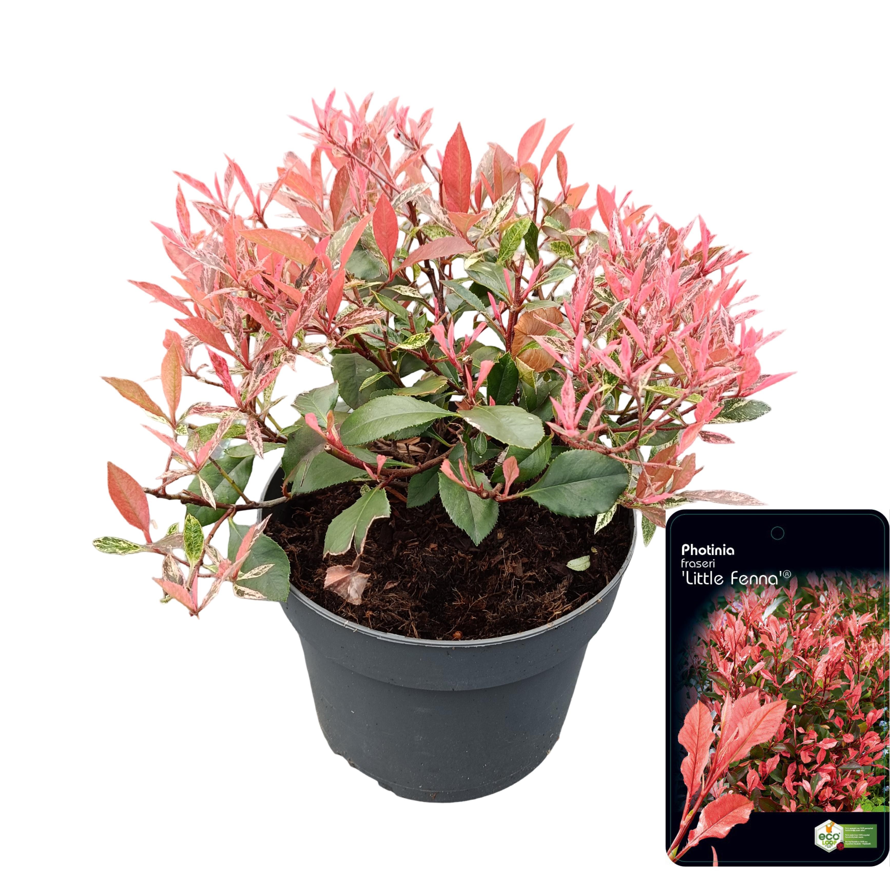 Picture of Photinia fraseri 'Little Fenna'® C2