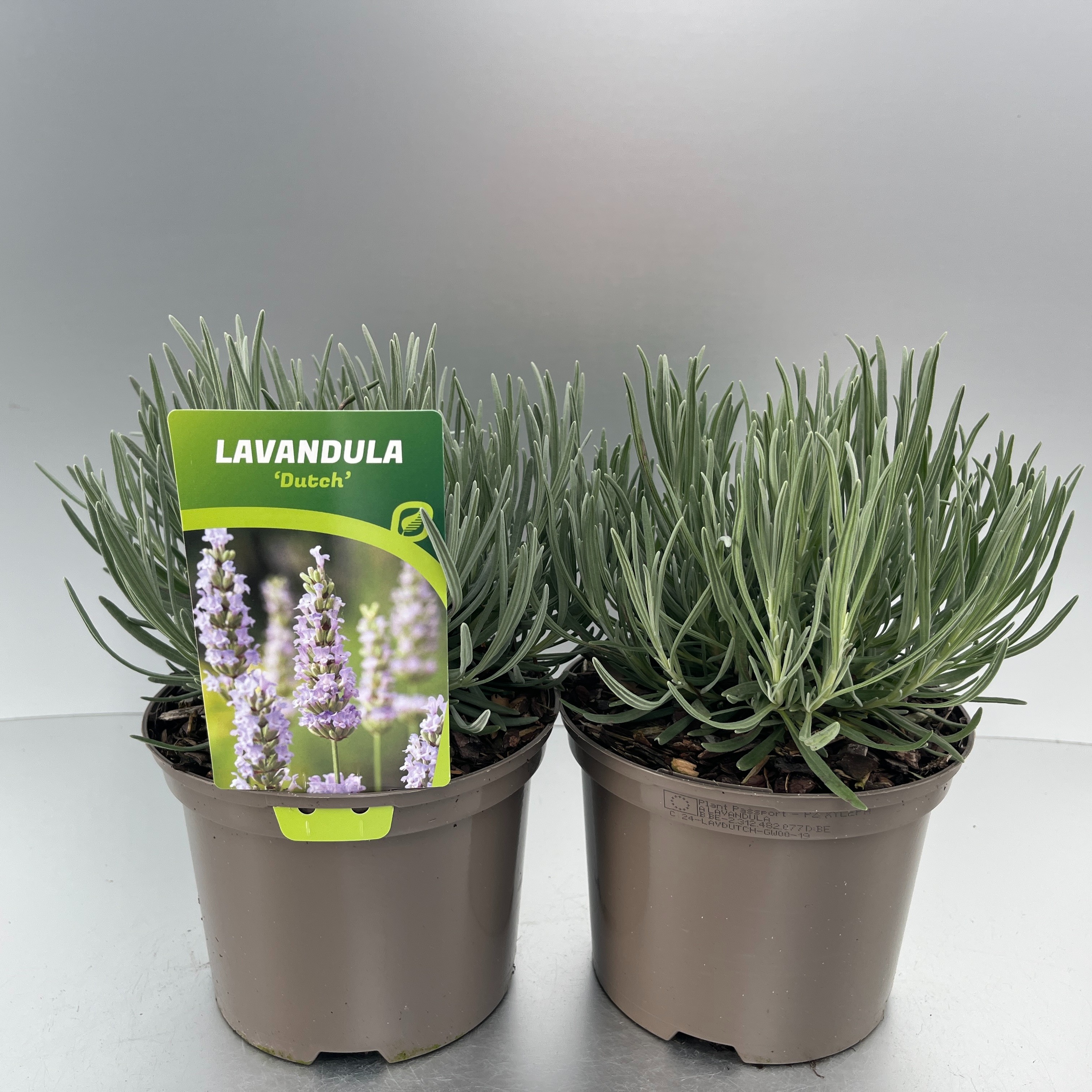 Picture of Lavandula int. Dutch P17 (2 Ltr)