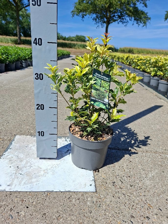 Osmanthus heterophyllus 'Goshiki'