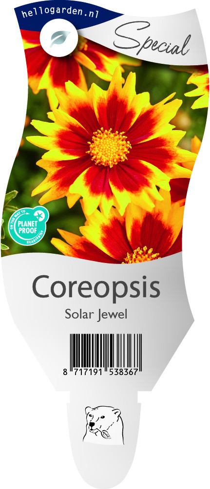 Coreopsis Solar Jewel