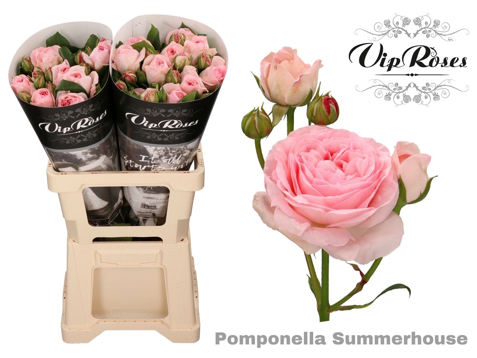 R Tr Pompone Summerh