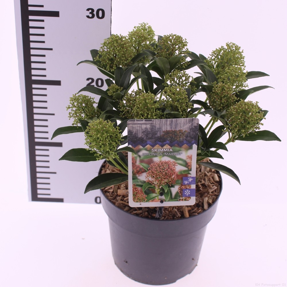 Picture of Skimmia jap. 'Marlot''