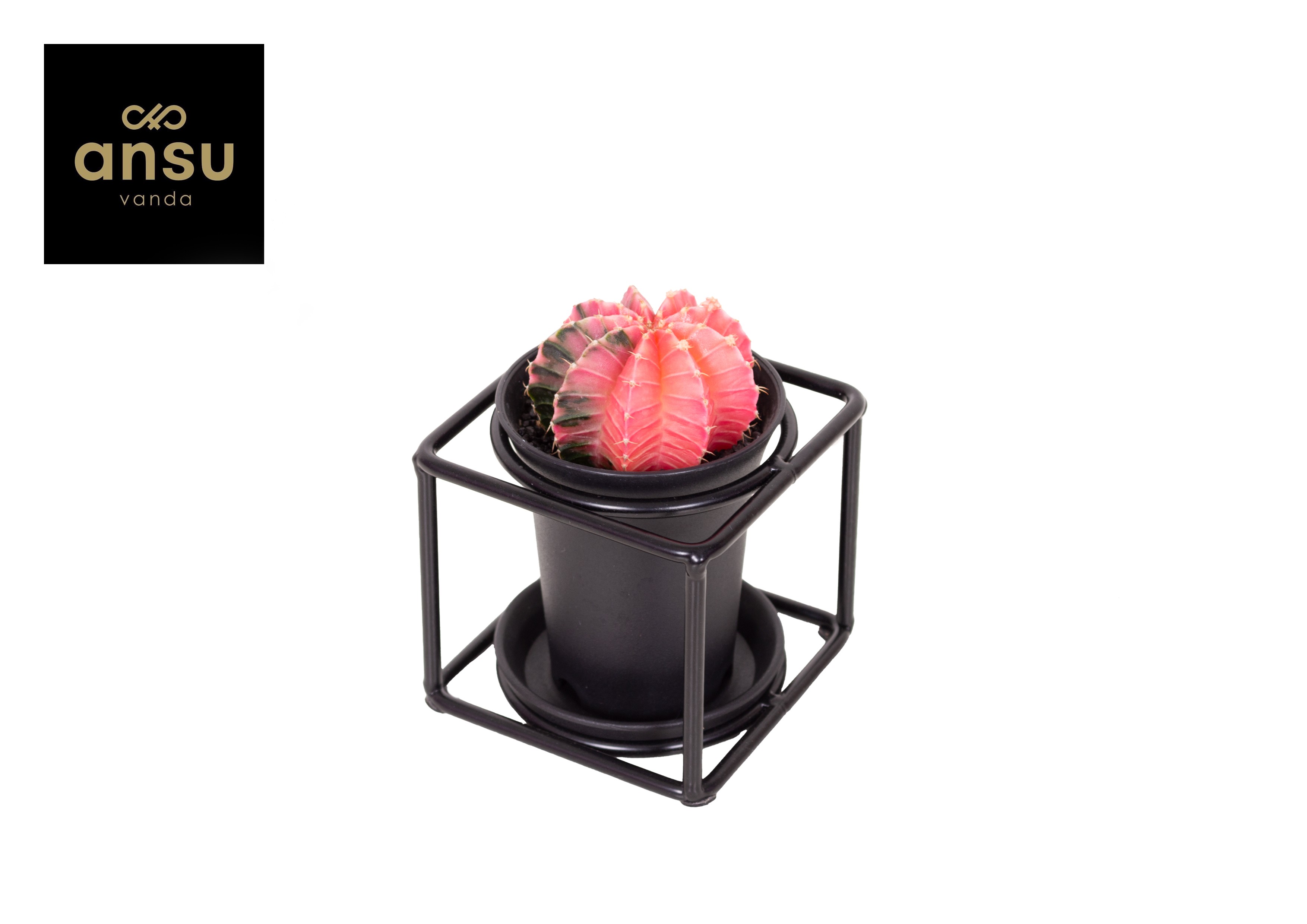 Picture of Cactus in design frame P10 12CM