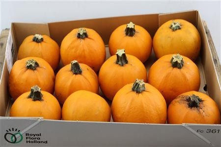 Cuc Maxima Halloween