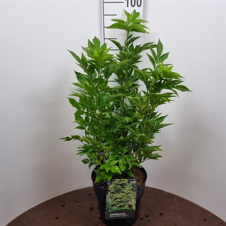 Picture of Sambucus nigra Obelisk P29 (10 Ltr) (LOOSE)