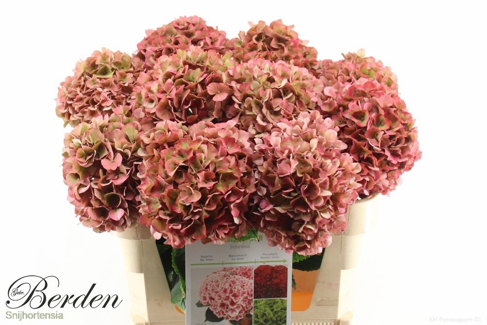 Hydrangea Glowing Alps Classic 70cm 18Ø