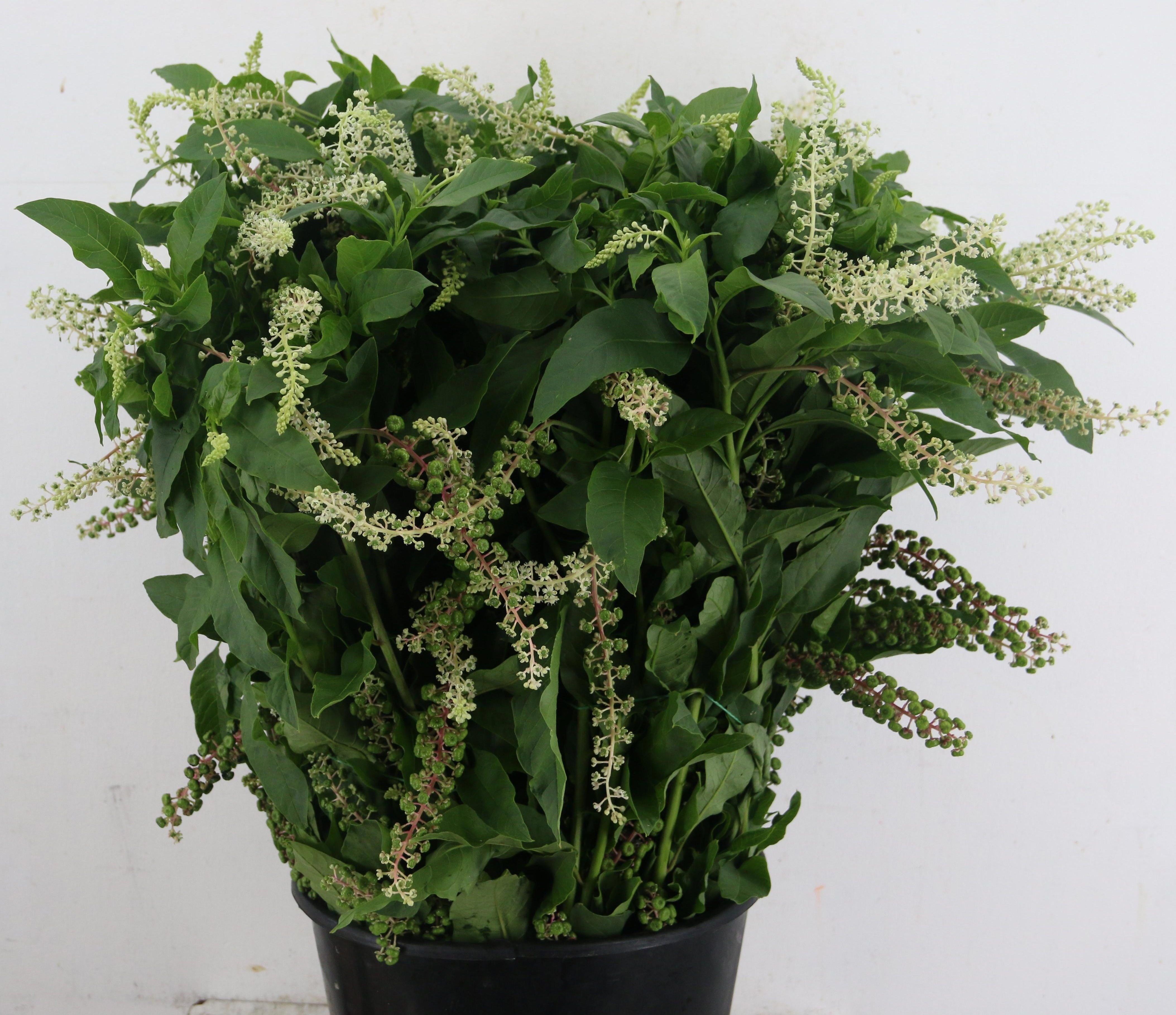 Phytola Americana Bs