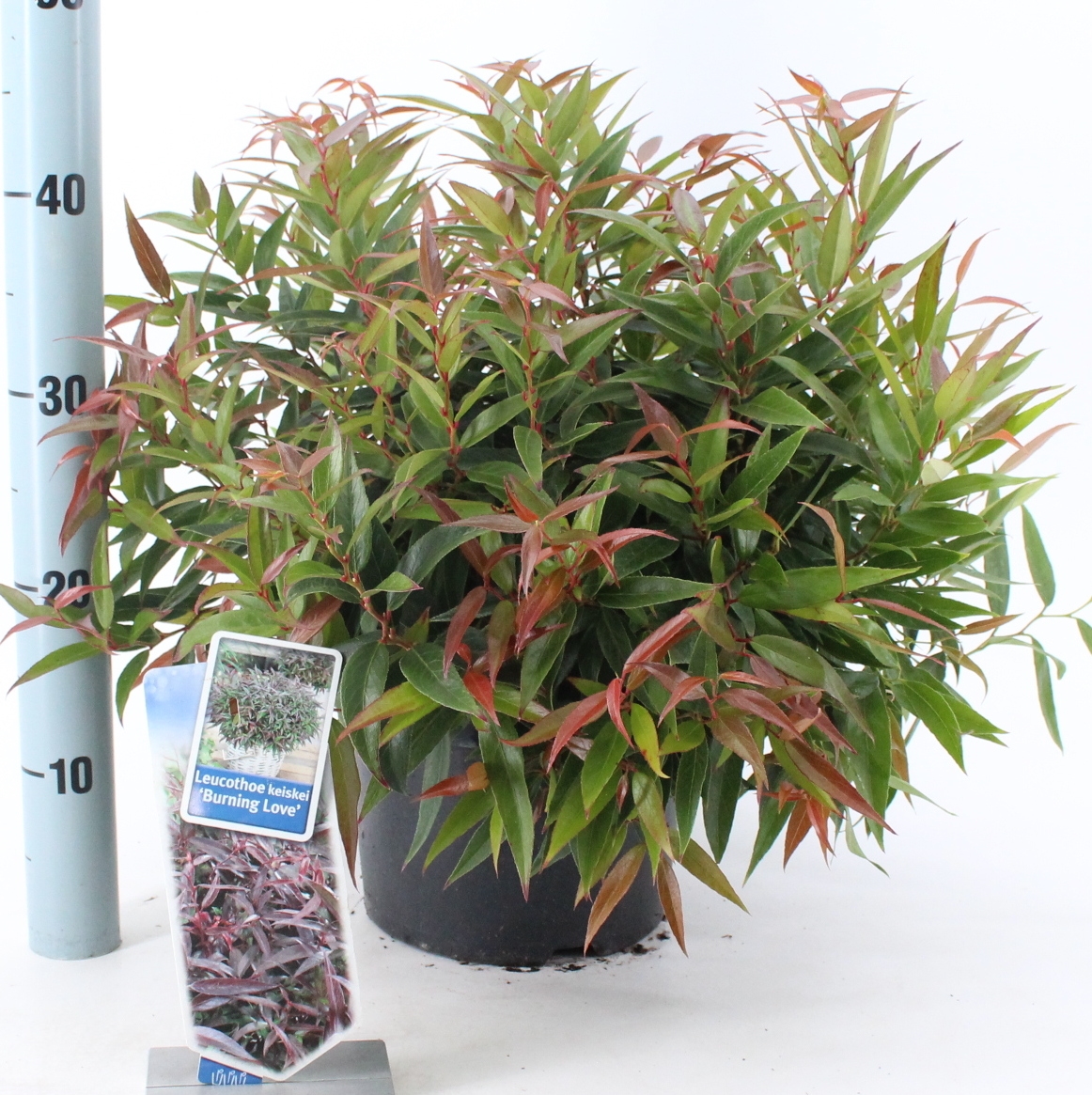 Picture of Leucothoë keiskei 'Burning Love'