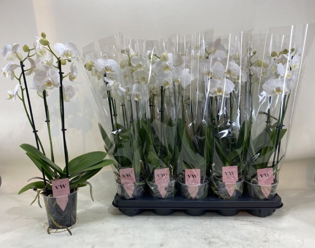 Phal An Inverness 12Ø 60cm