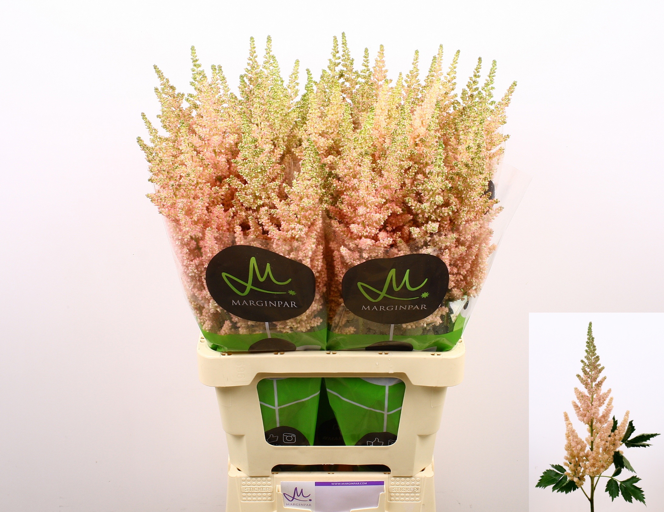 Astilbe Inferno 60cm
