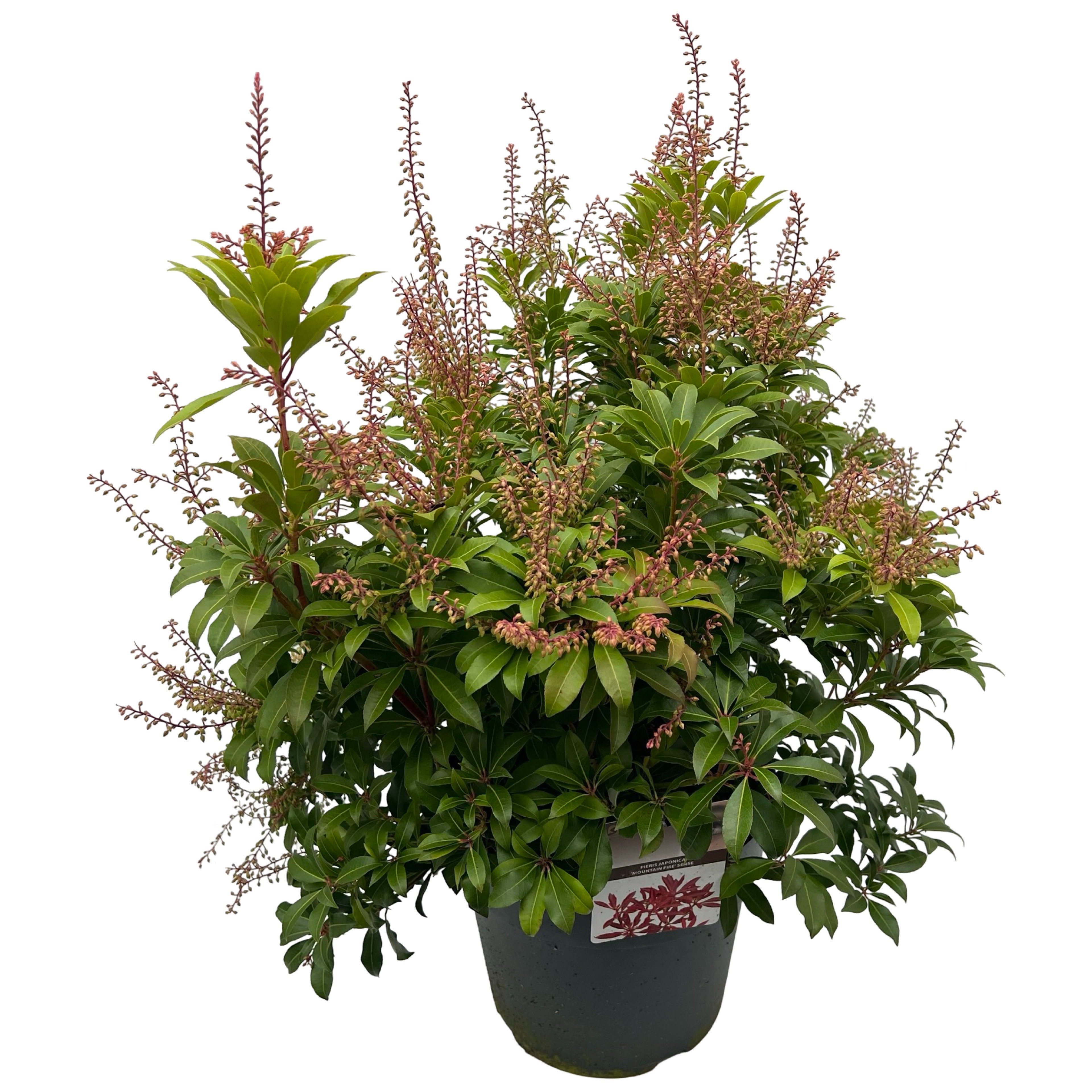 Picture of Pieris jap. 'Mountain Fire' sense