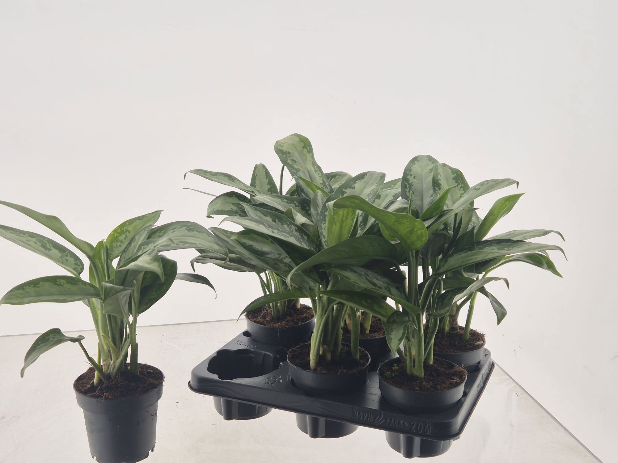 soil for dracaena marginata 3-5 FT Dracaena Marginata – Dahing Plants