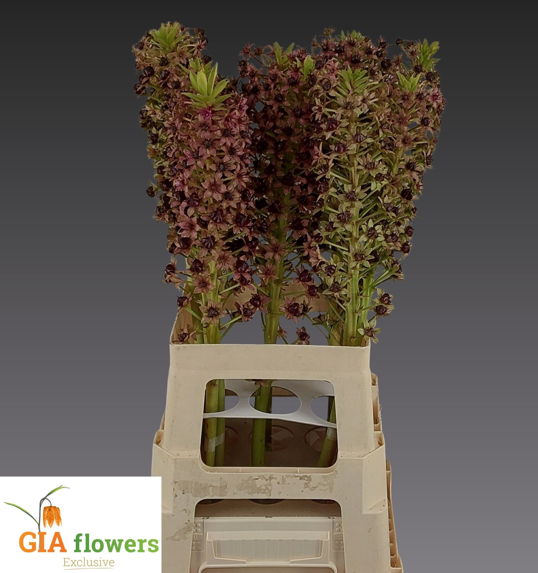 Eucomis Bicolor 70cm