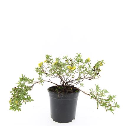 Picture of Potentilla f. Goldstar P14