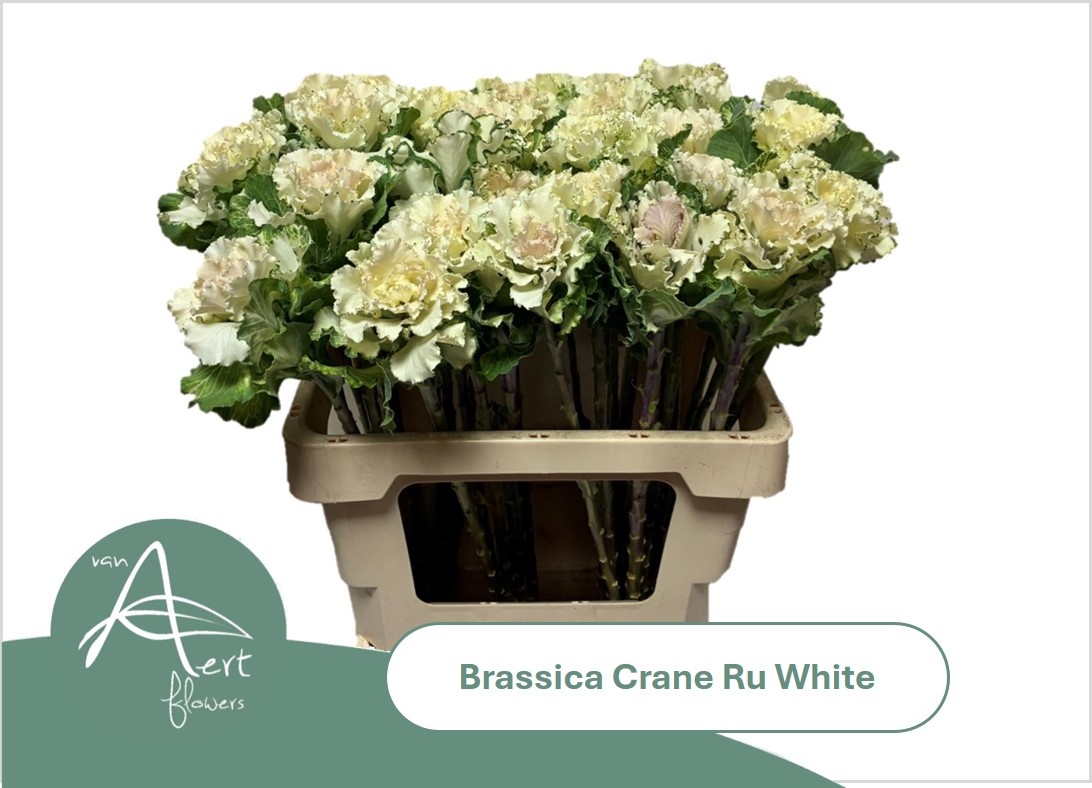 Brassica Crane Ruffle White 60cm