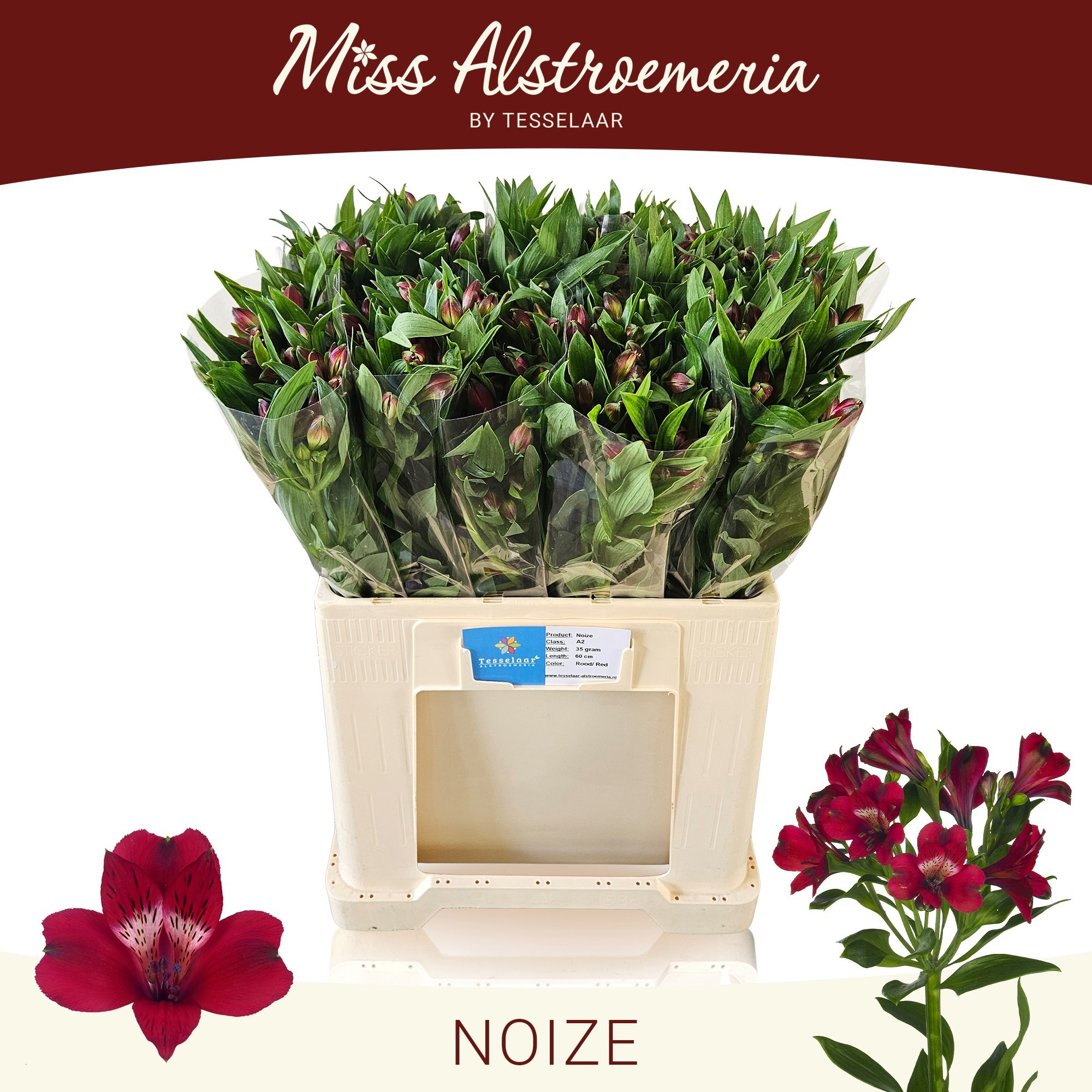 Alstr Noize Red 60cm 35gram