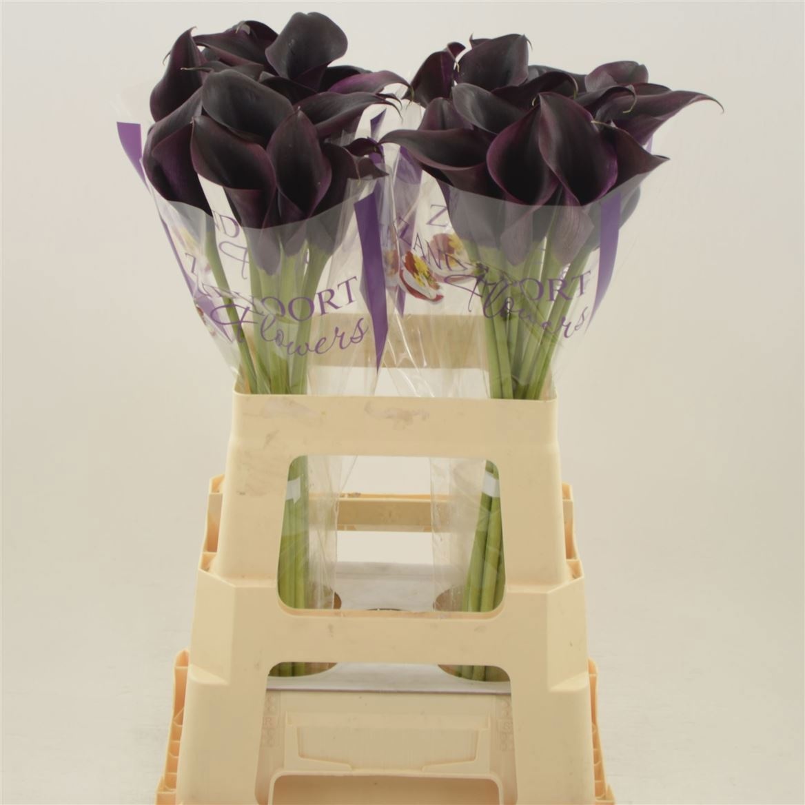 Calla Odessa 60cm