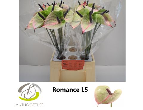 Anth A Romance Imp