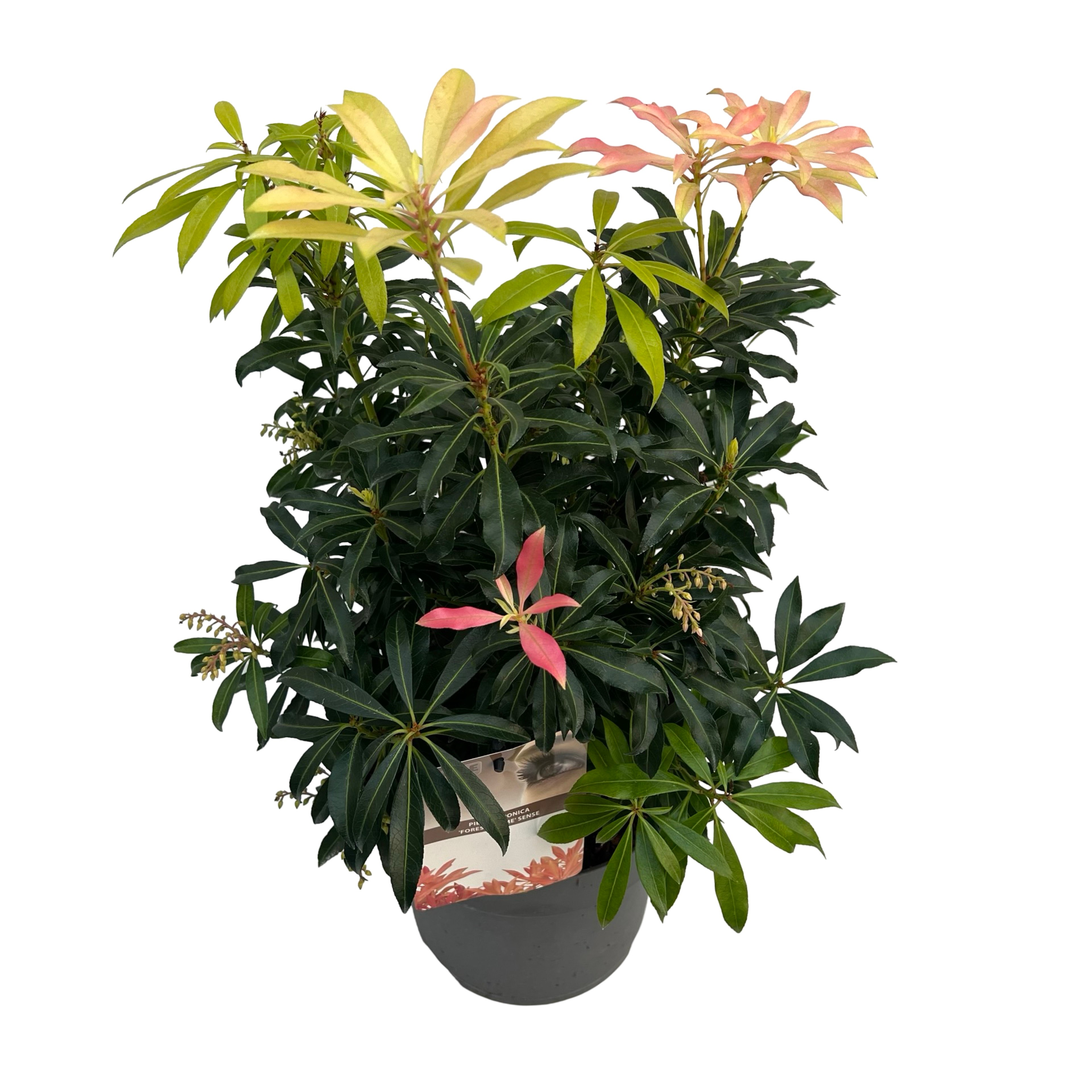 Picture of Pieris jap. Forest Flame P23 (5 Ltr) (LOOSE)