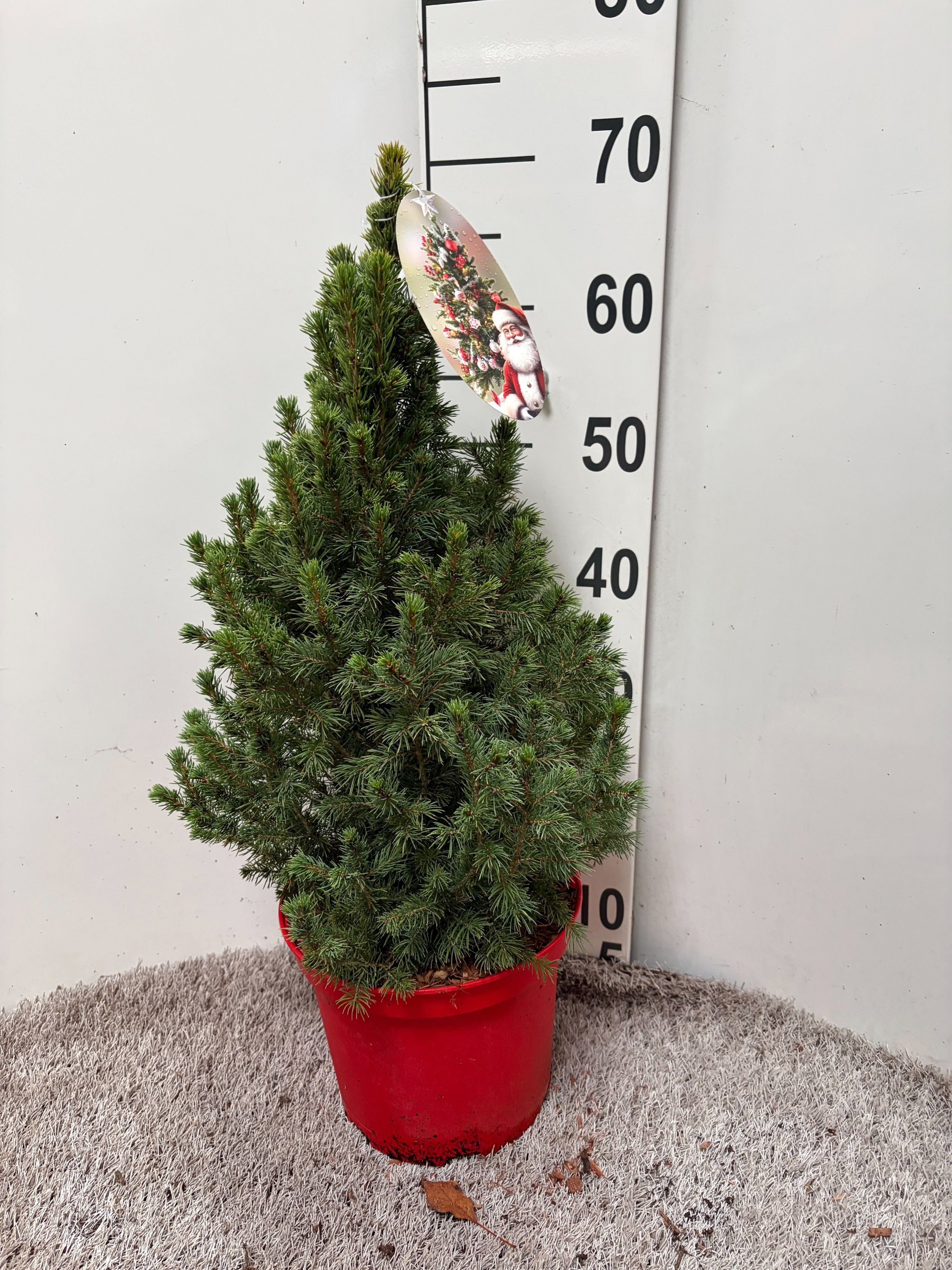 Picea Gl December 23Ø 65cm