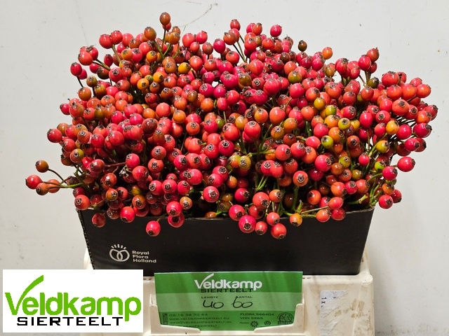 Rosa Mag Autum Glory 40cm