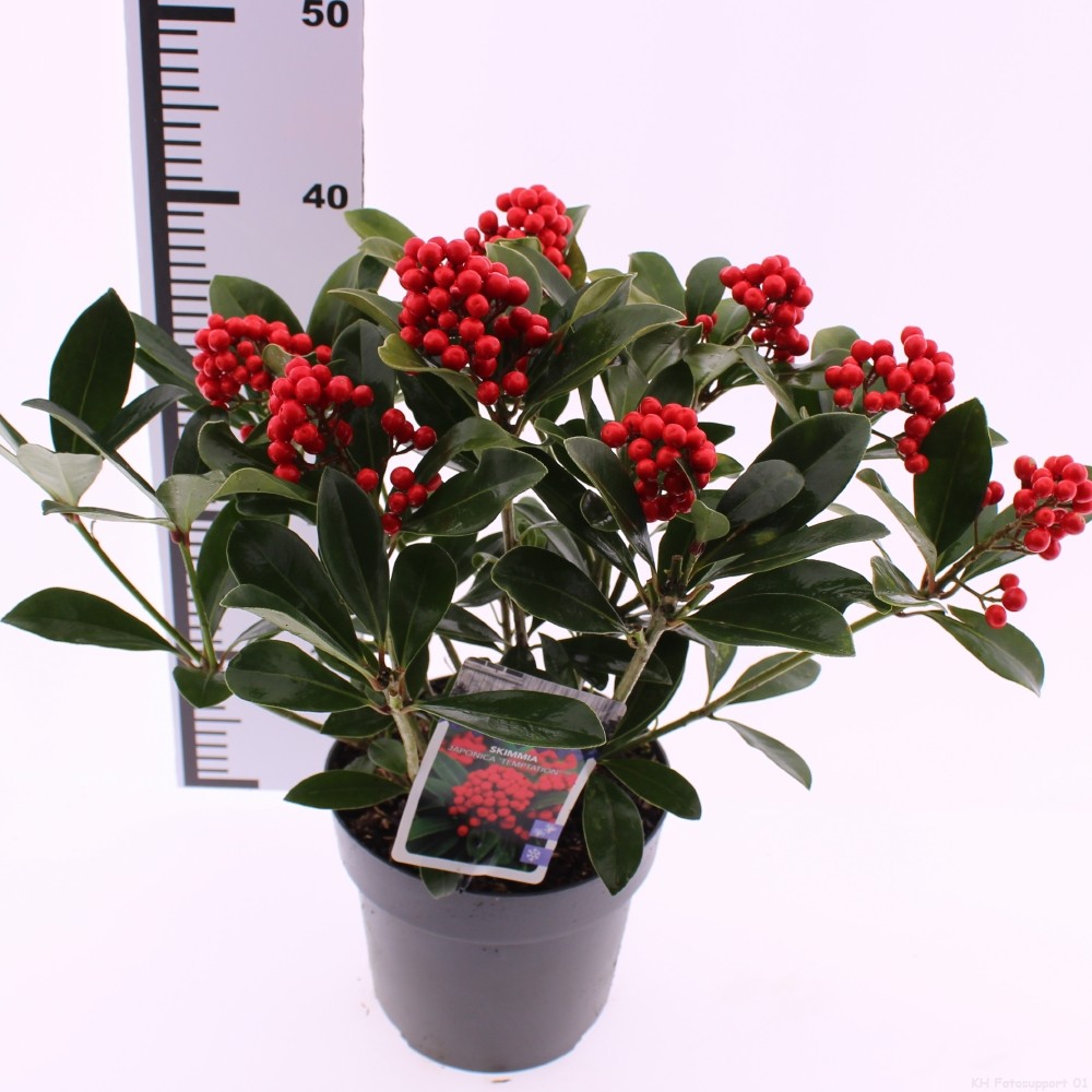 Picture of Skimmia japonica 'Temptation' PBR