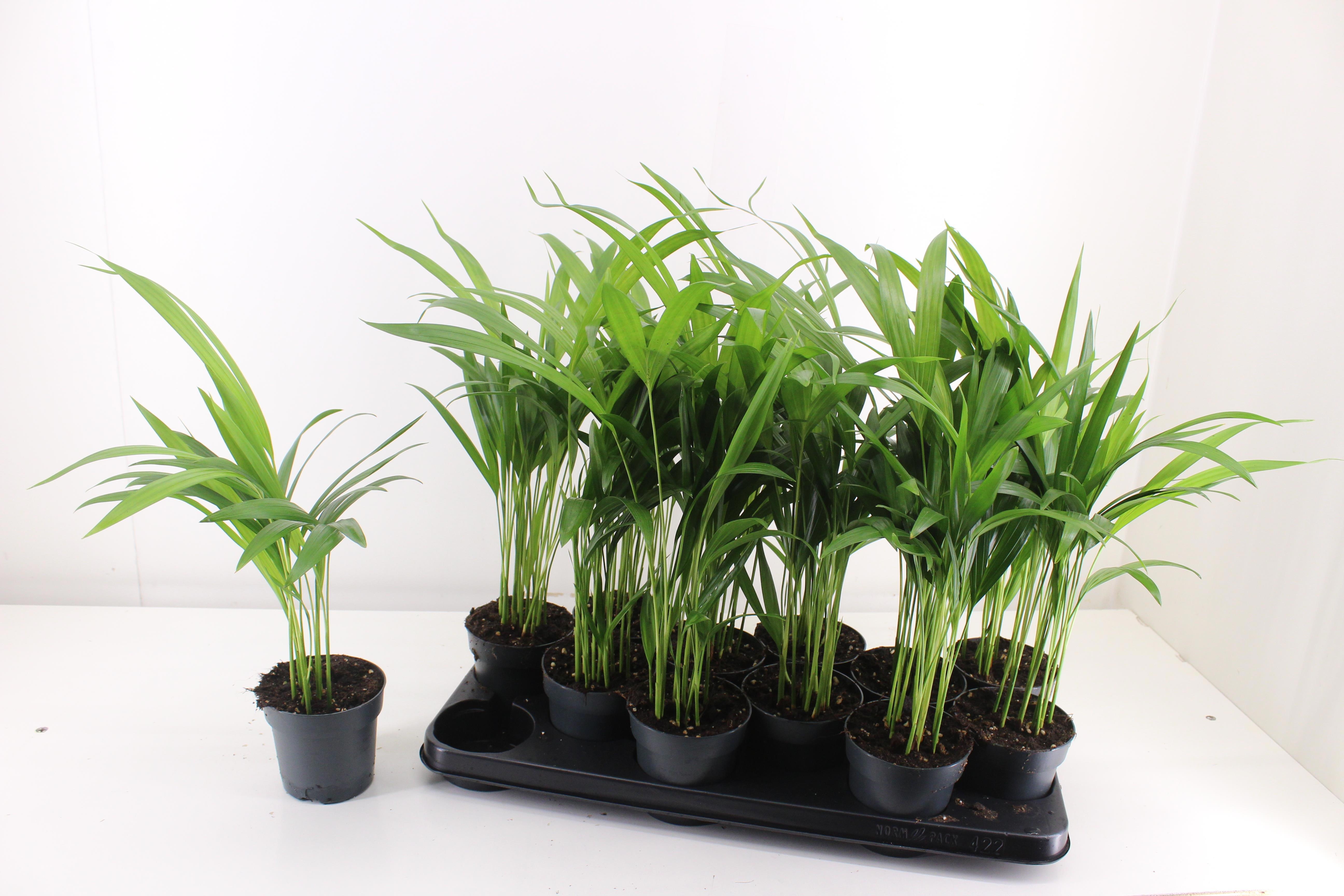 Chrysalidocarpus Lut 510Ø 40cm