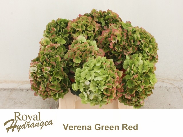 Hydrangea Verena Classic Pink 40cm 16Ø