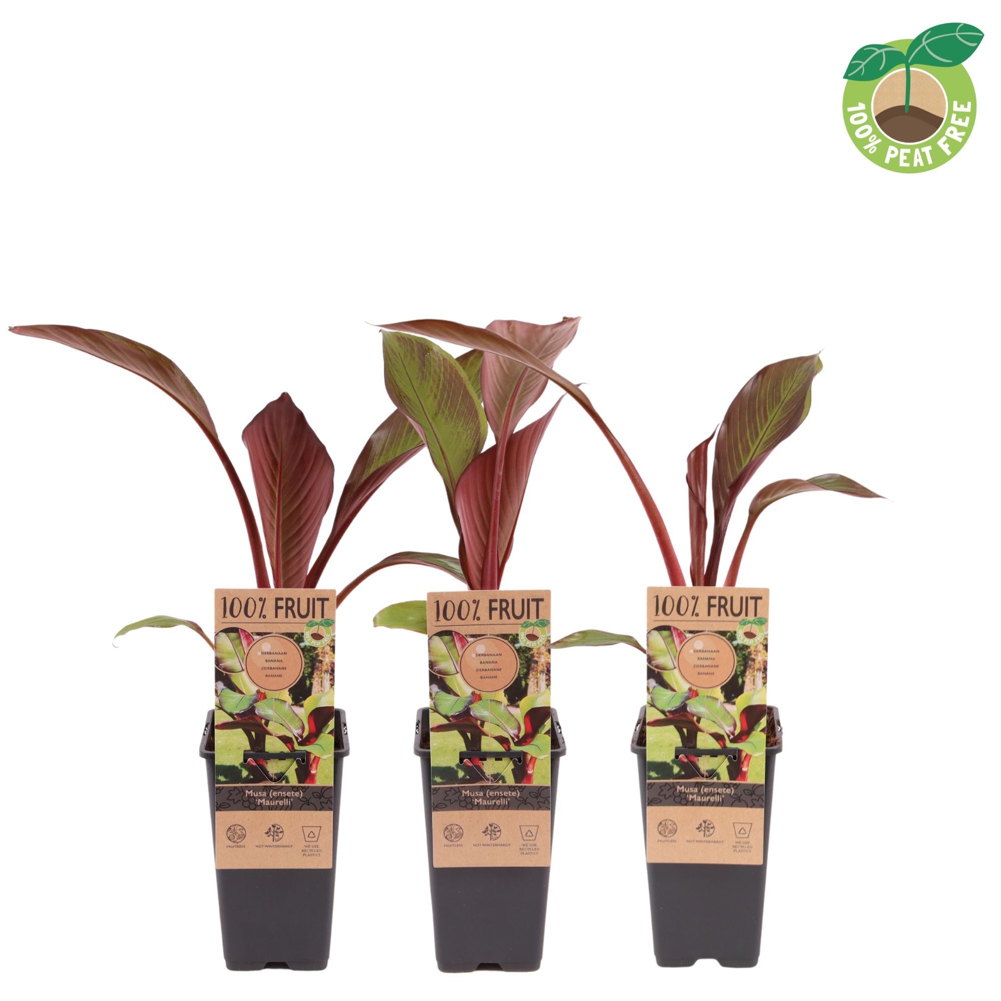 Musa (ensete) 'Maurelli'