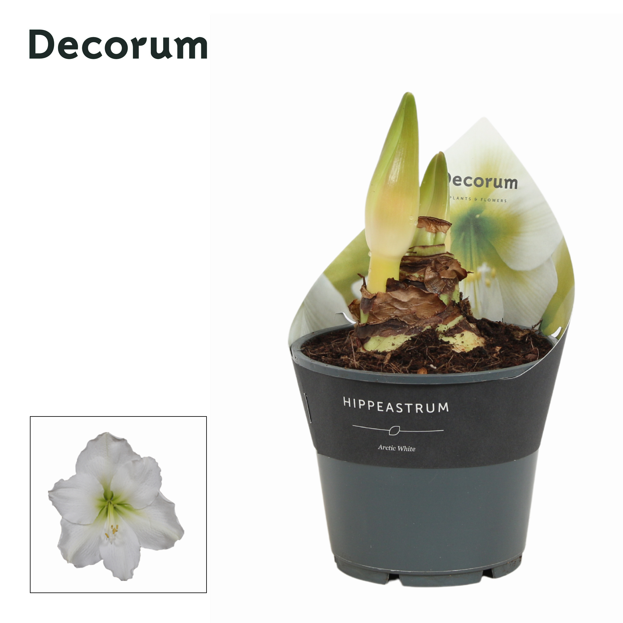 Picture of Hippeastrum Arctic White 2+ shoots Extra P14 25CM